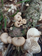 Lentinellus flabelliformis