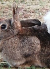 Oryctolagus cuniculus domesticus