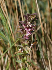 Odontites vulgaris