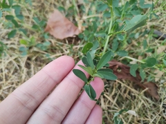 Medicago