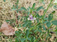 Medicago