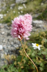 Bistorta carnea