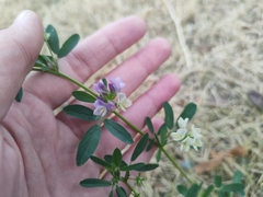 Medicago