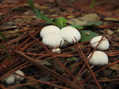 Lycoperdon