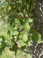 Malus prunifolia