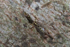 Mantispidae