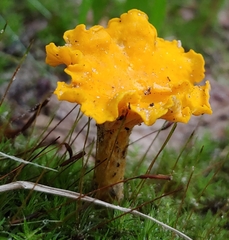 Cantharellus lateritius