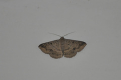 Ericeia inangulata
