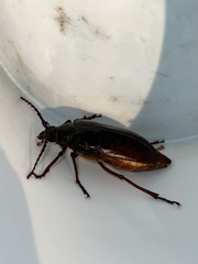 Derobrachus geminatus