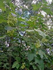 Ptelea trifoliata