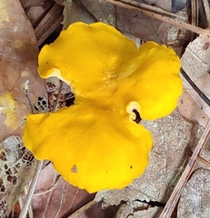 Cantharellus lateritius