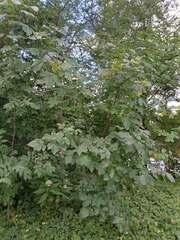 Ptelea trifoliata