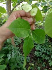 Ptelea trifoliata