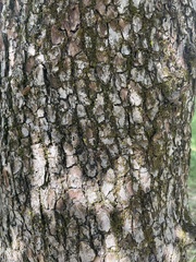Malus prunifolia