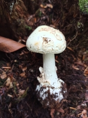 Amanita citrina