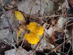 Cantharellus lateritius