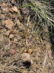 Duberria lutrix