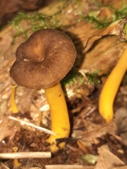 Craterellus