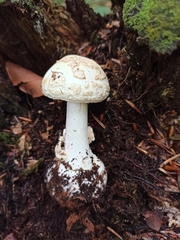 Amanita citrina