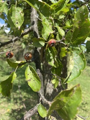 Malus prunifolia