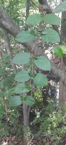 Lonicera japonica