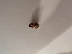 Podisus maculiventris