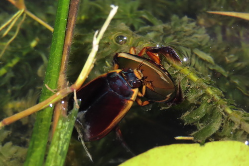 Cybister rugosus