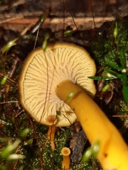 Craterellus