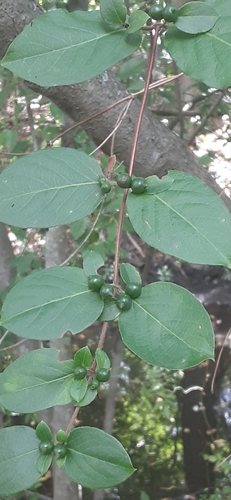 Lonicera japonica