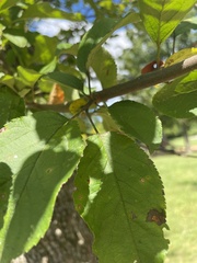 Malus prunifolia