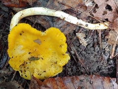 Cantharellus lateritius
