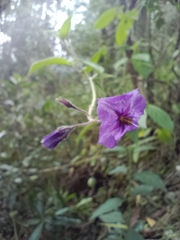 Solanum