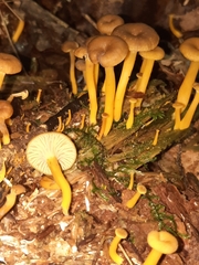 Craterellus