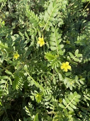 Tribulus