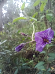 Solanum