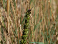 Odontites vulgaris