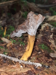 Craterellus