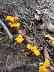 Cantharellus lateritius