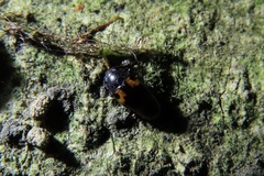 Erotylidae