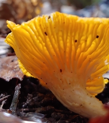 Cantharellus lateritius
