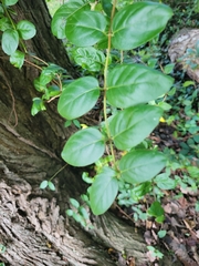 Lonicera japonica