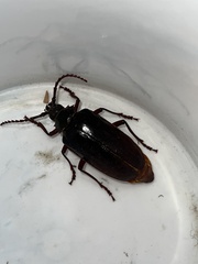 Derobrachus geminatus