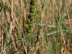 Odontites vulgaris
