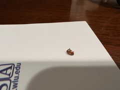 Podisus maculiventris