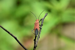 Leptocoris augur
