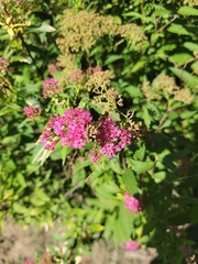 Spiraea japonica