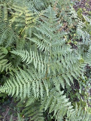 Pteridium aquilinum pubescens