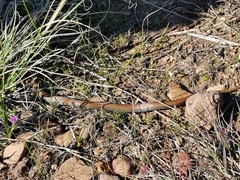 Duberria lutrix