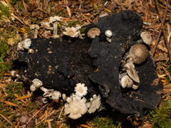 Asterophora parasitica
