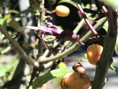 Clermontia parviflora